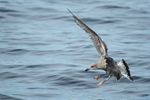immature  Herring Gull