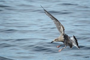 Immature Herring Gull Lands on Water