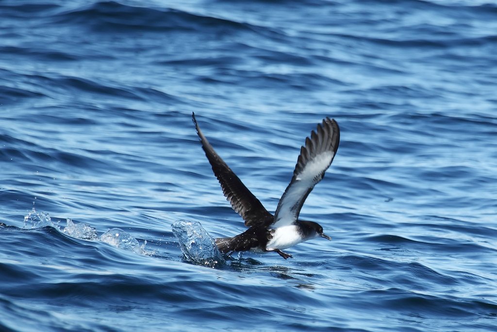 Manx Shearwater Takes Off