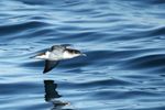 Manx Shearwater