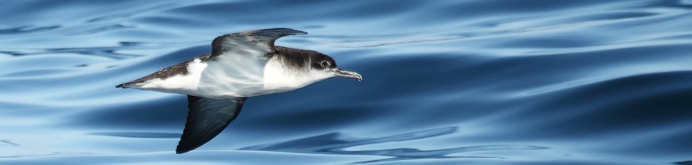 Waterford Pelagic Gallery