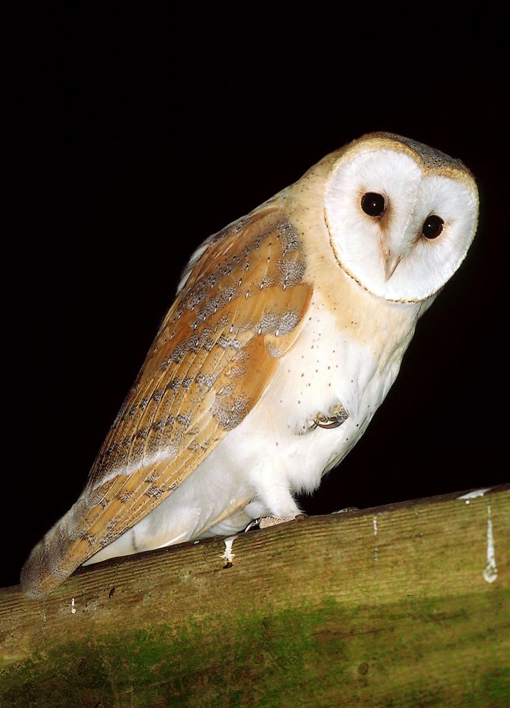 Female Barn Owl, Tyto alba