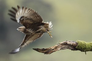 Buzzard Flies Off 