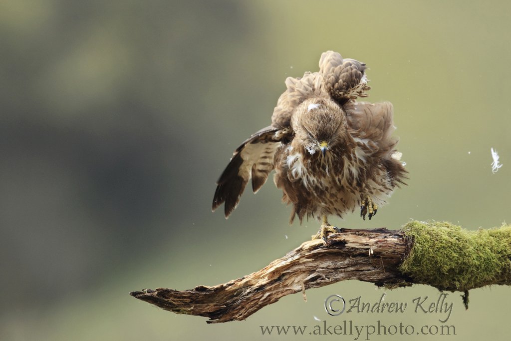 Buzzard Ruffles its Feathers