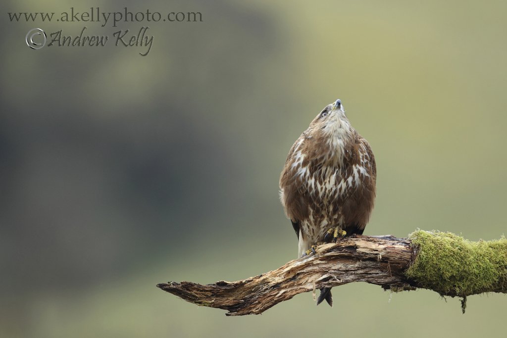Buzzard Watching Sky After Another Buzzard Calls