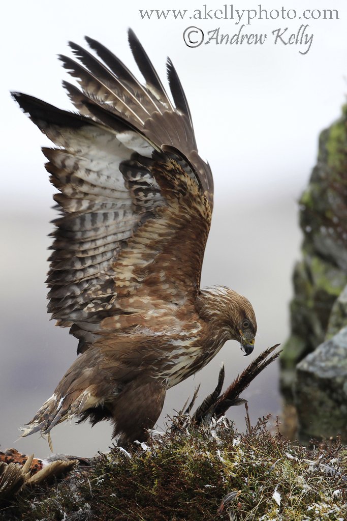 Buzzard with Wings Outstretched 