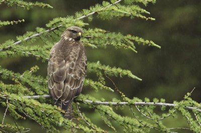 Buzzard