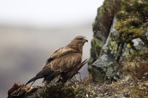 Buzzard
