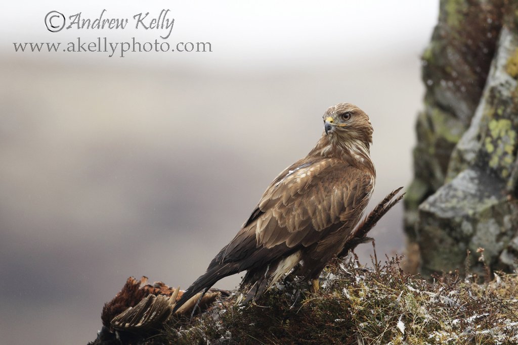 Cliff Buzzard Looks Back