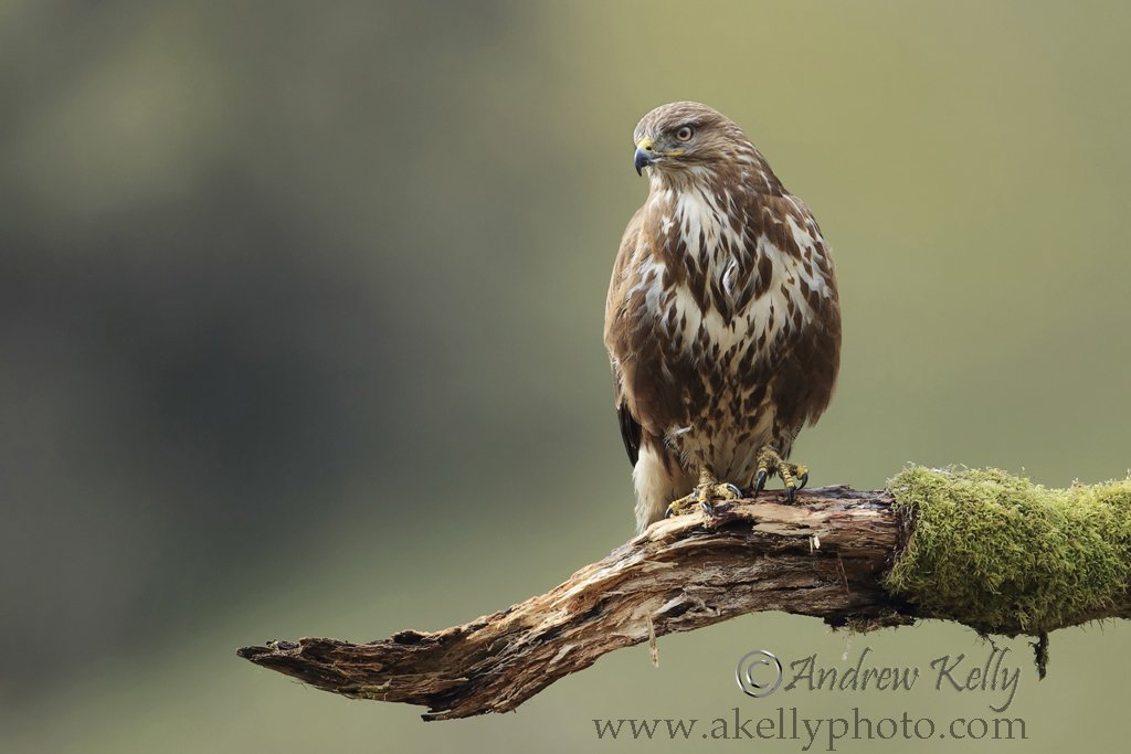 Buzzard on Perch