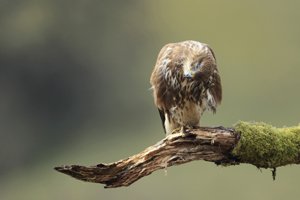 Buzzard Having a Scratch