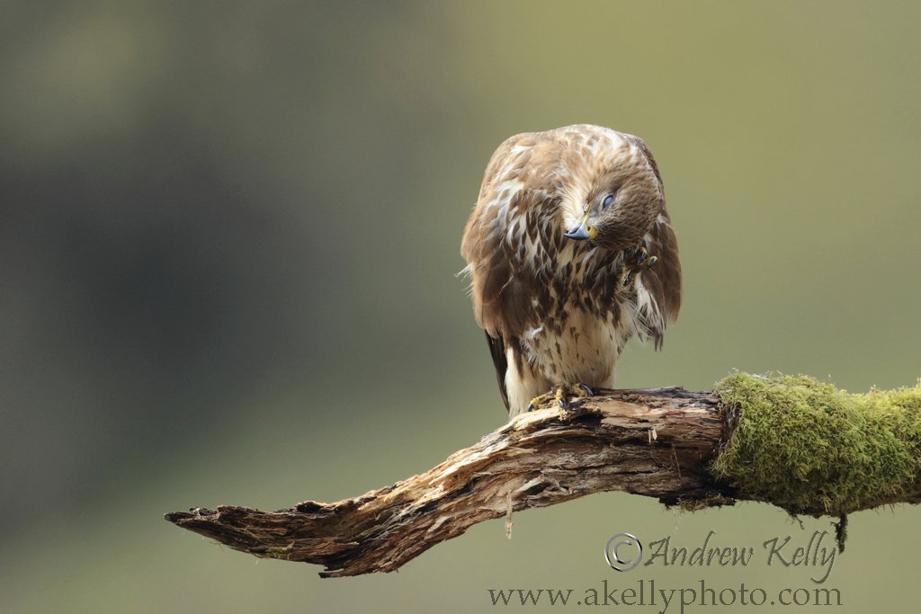 Buzzard Having a Scratch