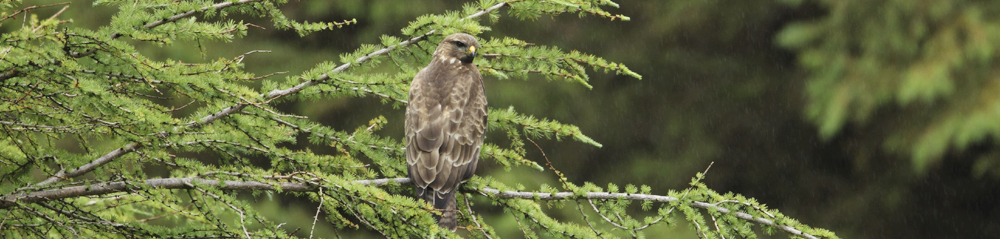 Buzzard Gallery