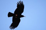 Chough in Flight