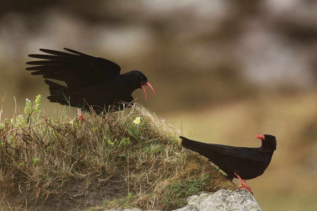 Two Red Billed Choughs Calling, Chough Gallery
