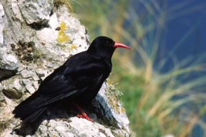 Red Billed Chough on Rocky Ledge