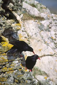 Red Billed Choughs Preening