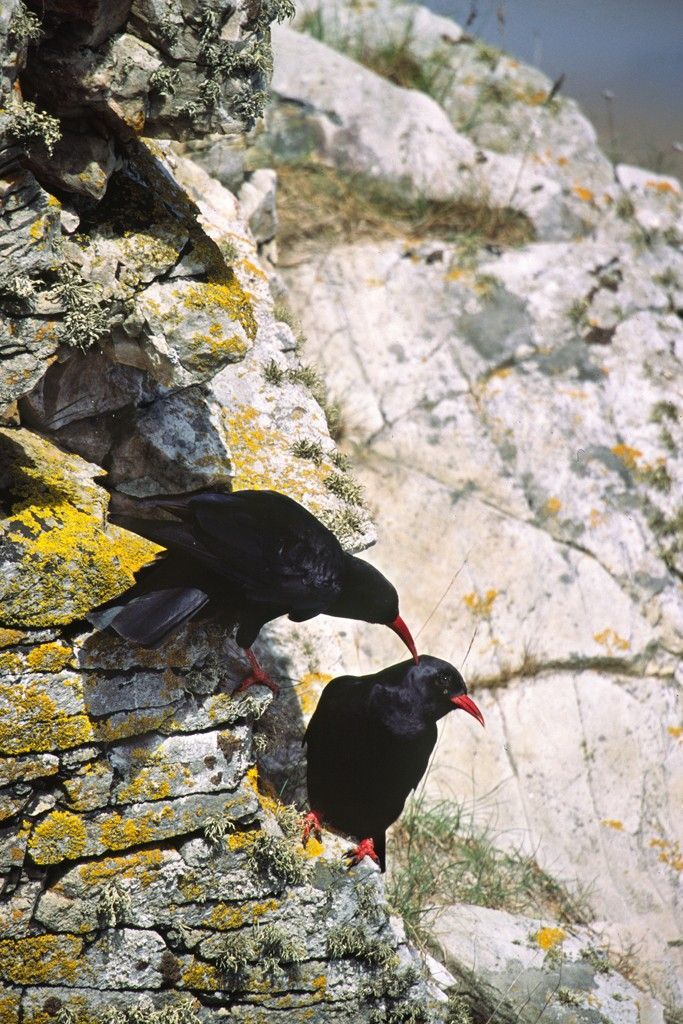 Red Billed Choughs Preening