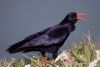 Red Billed Chough