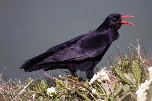 Red Billed Chough Calling with Sea Behind