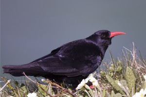 Red Billed Chough on Grassy Cliff top