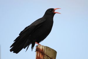 Red Billed Chough Standing on Fence Post