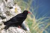 Red Billed Chough