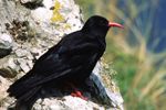 Chough Gallery