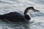 Great Northern Diver