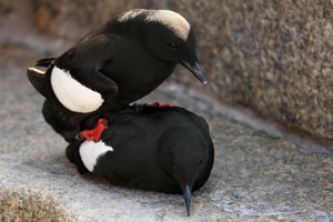Black Guillimot