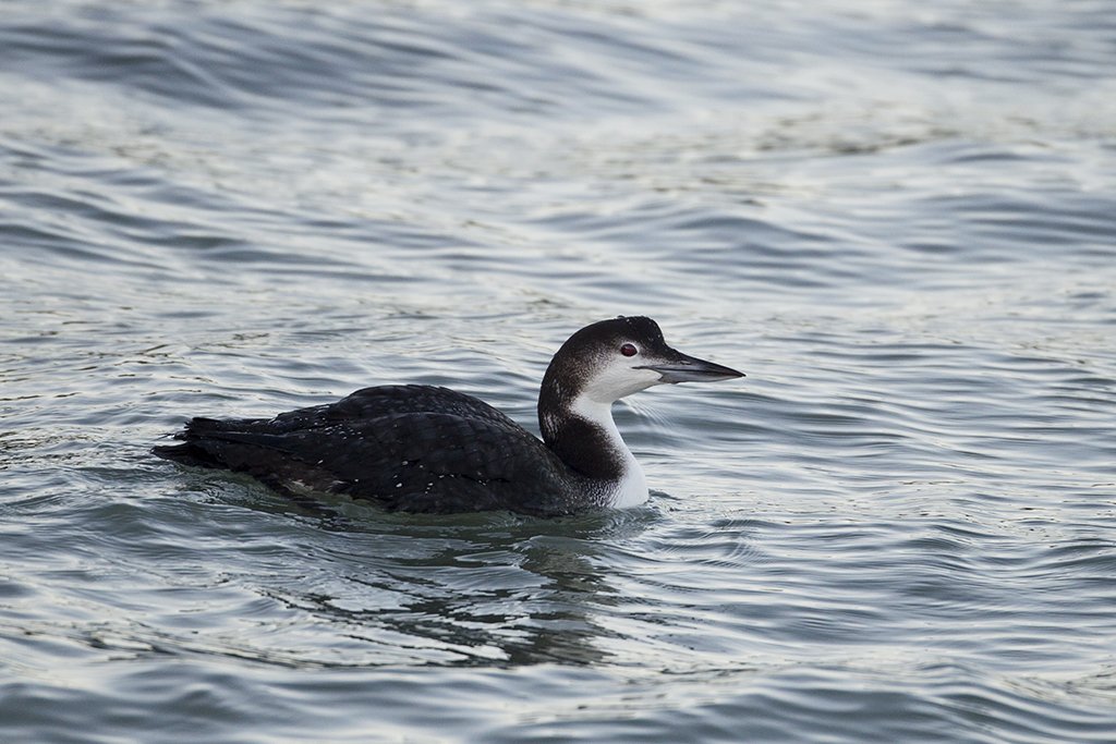 Winter Plumage Great Northern Diver
