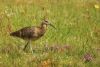Curlew