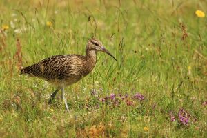 Curlew