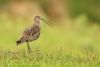 Curlew