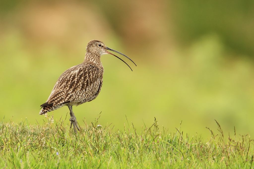 Curlew, Numenius arquata