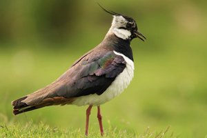 Lapwing Calling