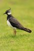 Lapwing