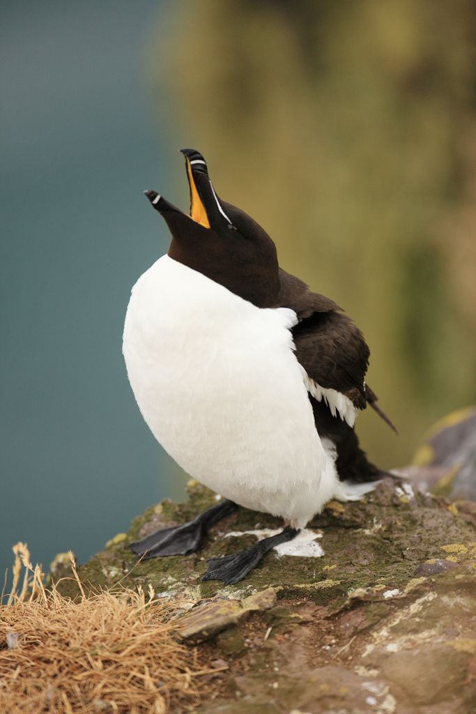 Razorbill, Alca torda
