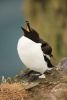 Razorbill