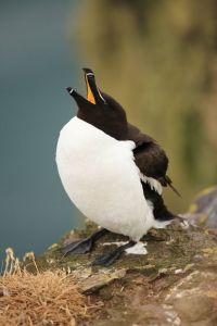 Razorbill