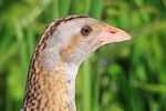 Corncrake