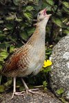 Corncrake Calling