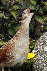 Corncrake Calling on Rock with Buttercup