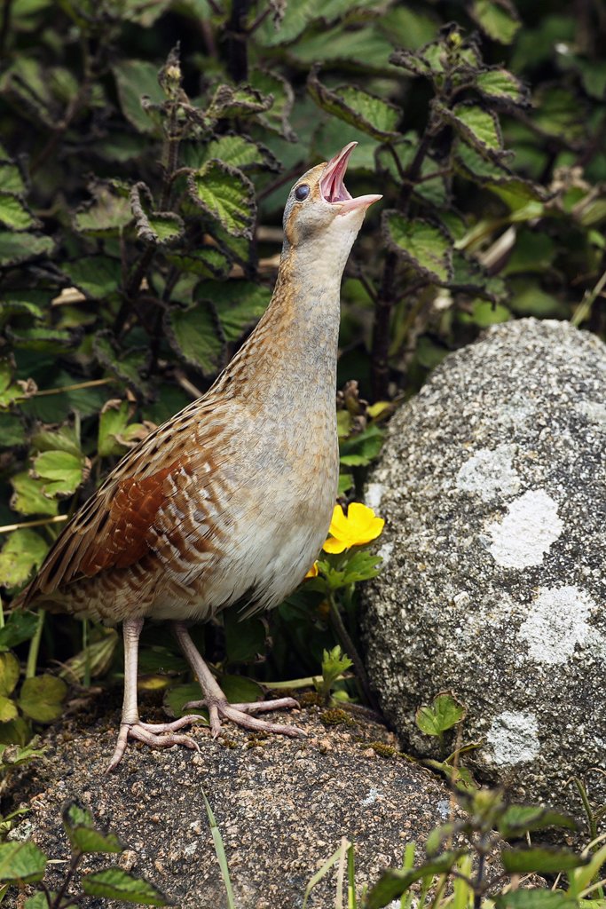 Corncrake Calling on Rock with Buttercup