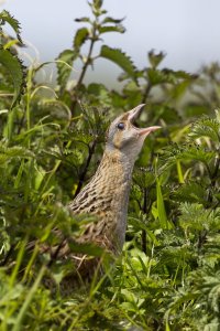 Corncrake Calling Eye Closed
