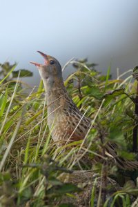 Corncrake Stretches Wing