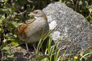 Corncrake and Buttercup