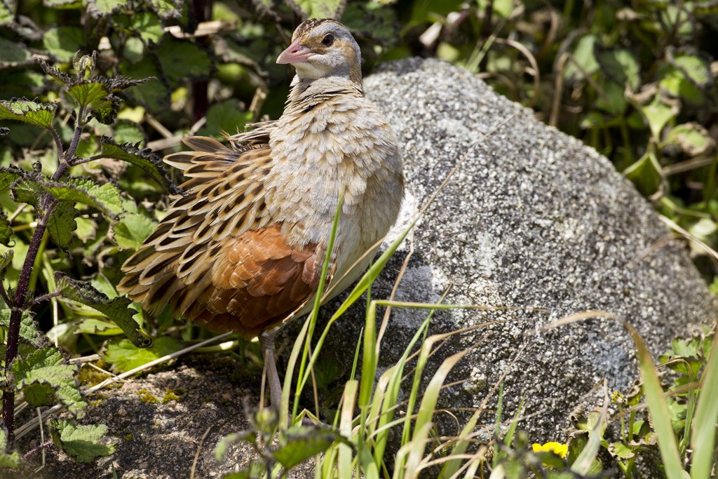Corncrake Ruffling Feathers