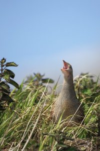 Corncrake with Blus Sky