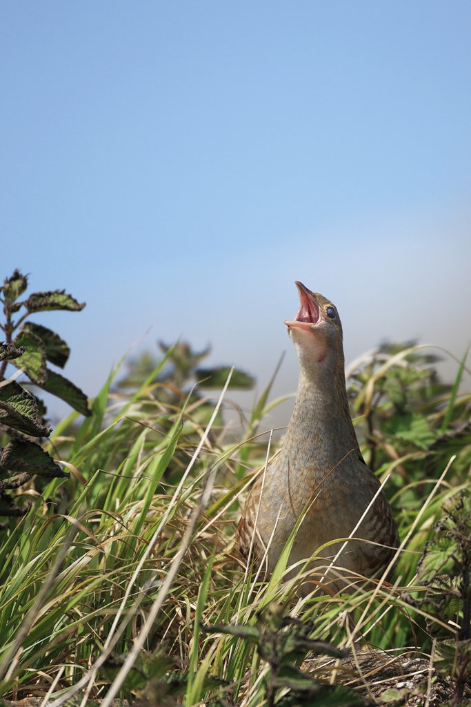 Corncrake with Blus Sky